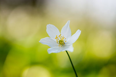 Close-up of flower against blurred background