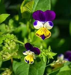 Close-up of purple flowering plant