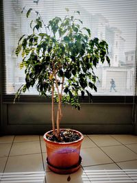 Close-up of potted plant on table