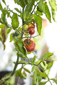 Close-up of tomatoes growing on tree