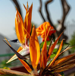 Close-up of orange flowering plant