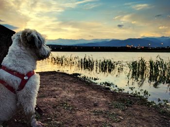 Dog by trees against sky during sunset