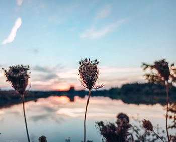 Close-up of wilted flowering plant against sky during sunset
