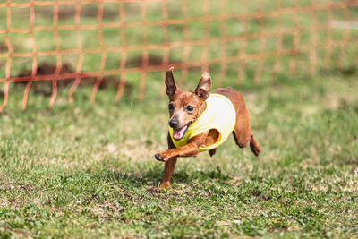 Dog running straight on camera and chasing coursing lure on green field