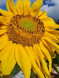 Close-up of sunflower