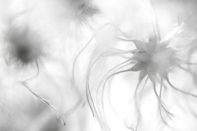 Close-up of white dandelion flower