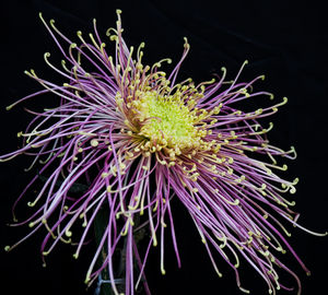 Close-up of purple flower against black background