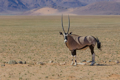 Full length side view of oryx standing on land