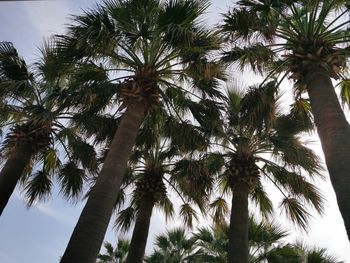 Low angle view of palm trees against clear sky