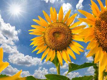 Close-up of sunflower blooming against sky