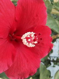 Close-up of pink flower blooming outdoors