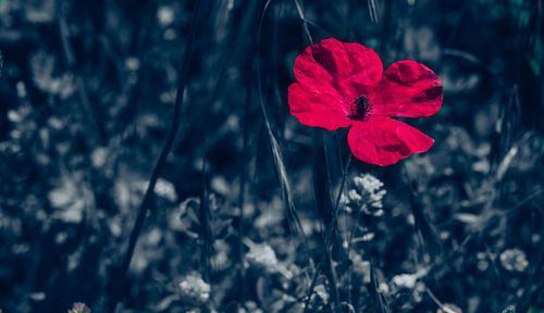 Close-up of red rose flower on field