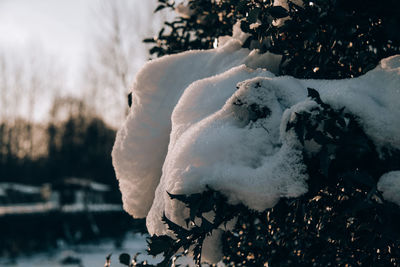 Close-up of snow