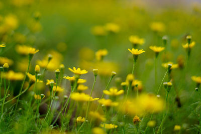 Yellow flowering plants on field