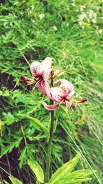 Close-up of pink flowering plant on field