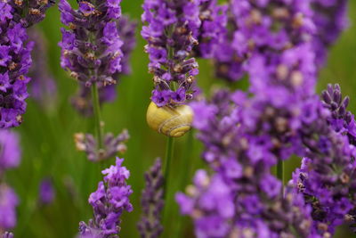 Close-up of snail on purple flowers