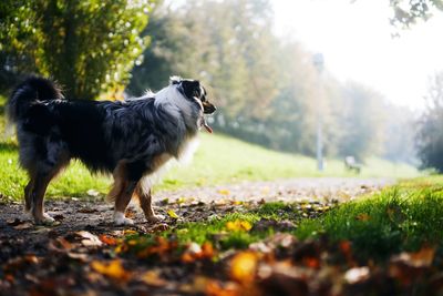 Portrait of a dog on field