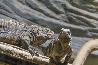 Close-up of a reptile in zoo