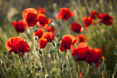 Close-up of red poppy flowers on field