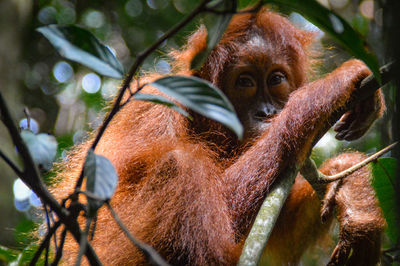 Close-up of monkey on tree