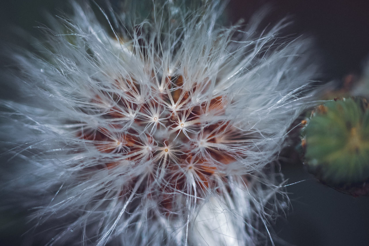 CLOSE-UP OF DANDELION AGAINST WHITE WALL