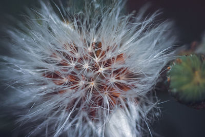 Close-up of dandelion on plant