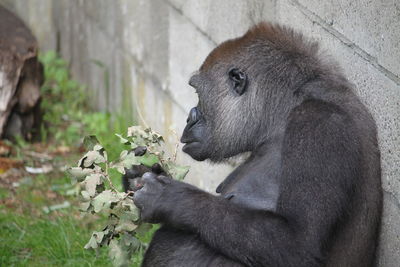 Close-up of gorilla eating plant in zoo