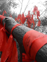 Close-up of red leaves on tree trunk during winter