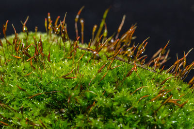 Plants growing on field