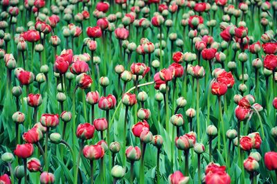 Full frame shot of red flowers