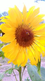 Close-up of sunflower