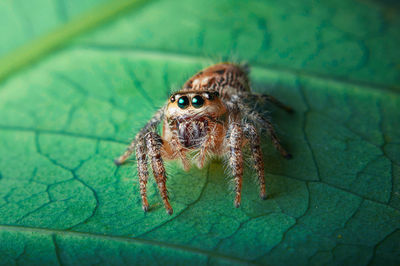 Close-up of jumping spider on leaf