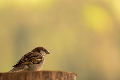 Close-up of bird perching