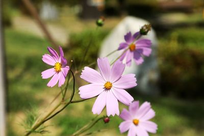 Close-up of pink daisy flowers growing outdoors