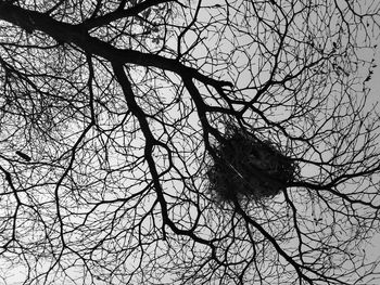 Low angle view of bird perching on bare tree