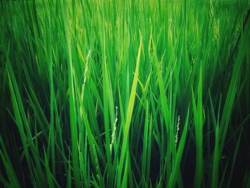 Full frame shot of crops growing on field