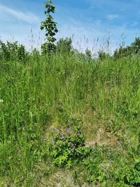 Scenic view of grassy field against sky