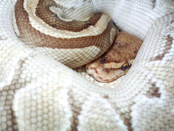 Close-up of snake