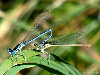 Close-up of insect on plant
