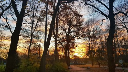 Trees in forest during sunset