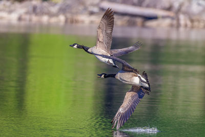 Bird flying over lake