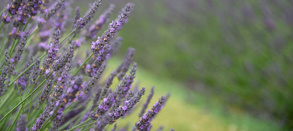 Close-up of purple flowering plant on field