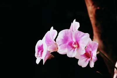 Close-up of pink flowers against black background