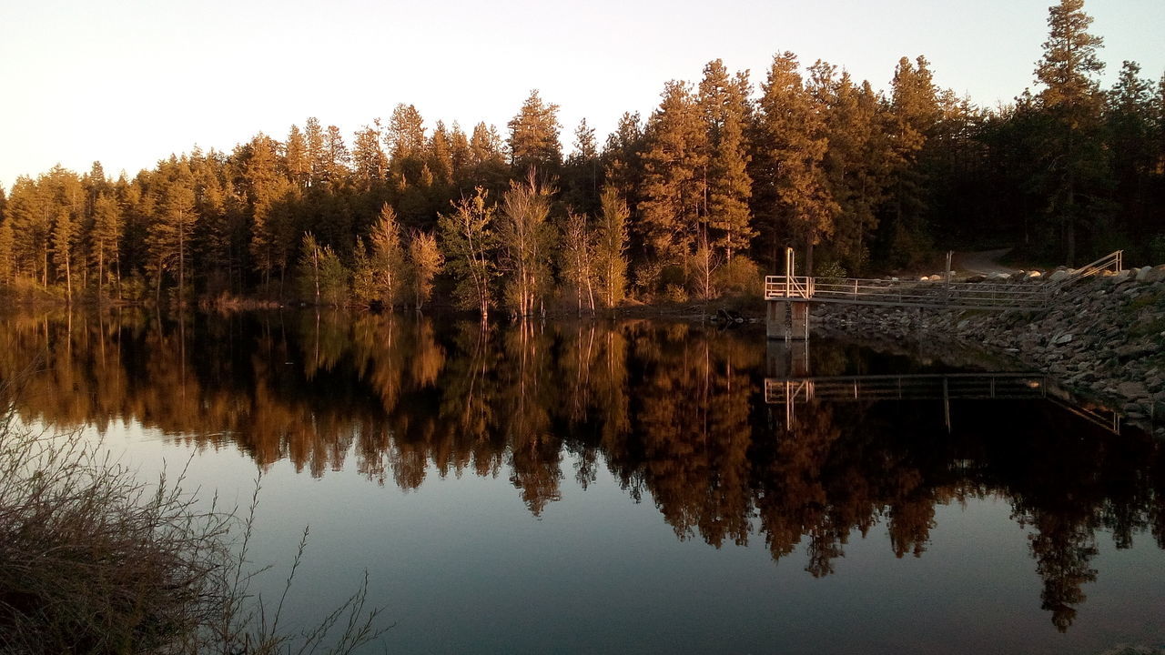 tree, reflection, water, nature, tranquil scene, beauty in nature, lake, scenics, tranquility, no people, forest, growth, autumn, outdoors, sky, day