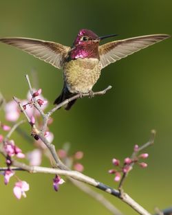 Close-up of bird perching on plant