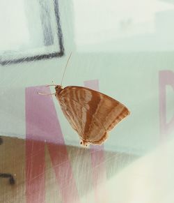 Close-up of butterfly on leaf
