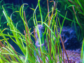 View of fish underwater