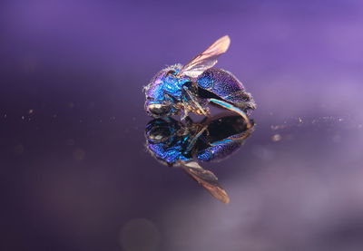 Close-up of insect over blue background