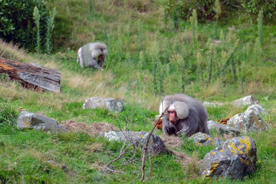 Monkeys in a farm