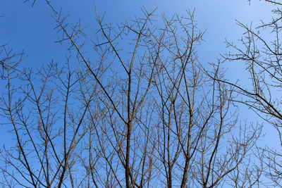 Low angle view of bare tree against clear blue sky